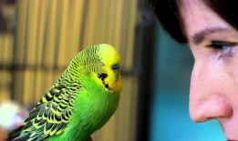 鹦鹉说话视频,视频揭秘神奇语言能力