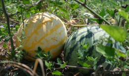 辛集吃瓜爆料平台官网